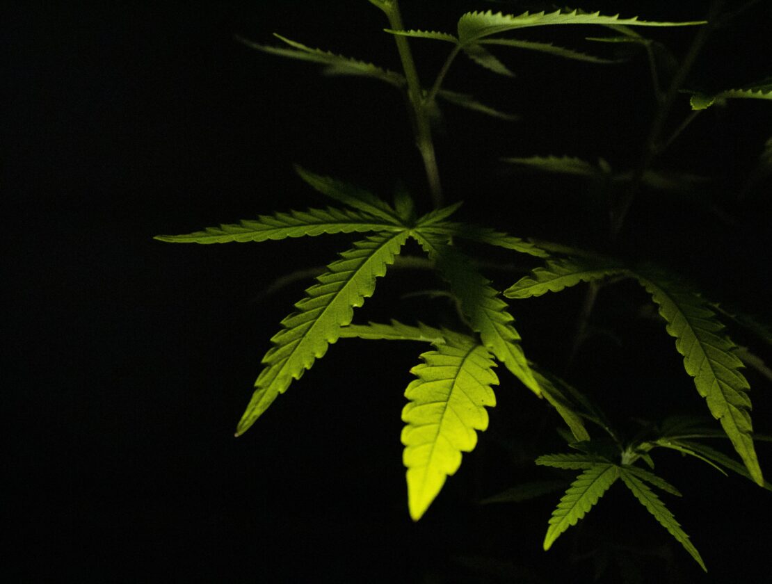 CBD: Attaining Bliss