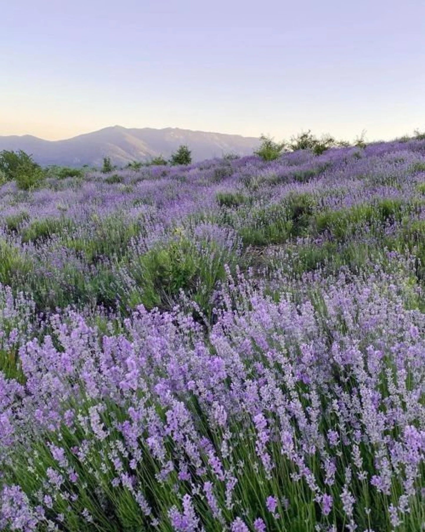 English Lavender Bunches