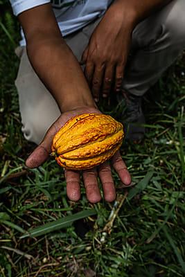 Cacao Heart Drops: Botanical Extract for Emotional Connection