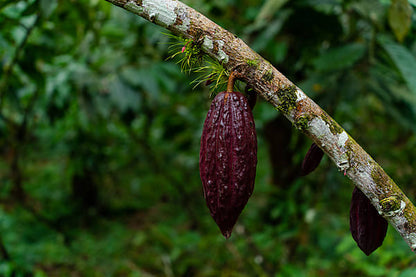 Cacao Heart Drops: Botanical Extract for Emotional Connection