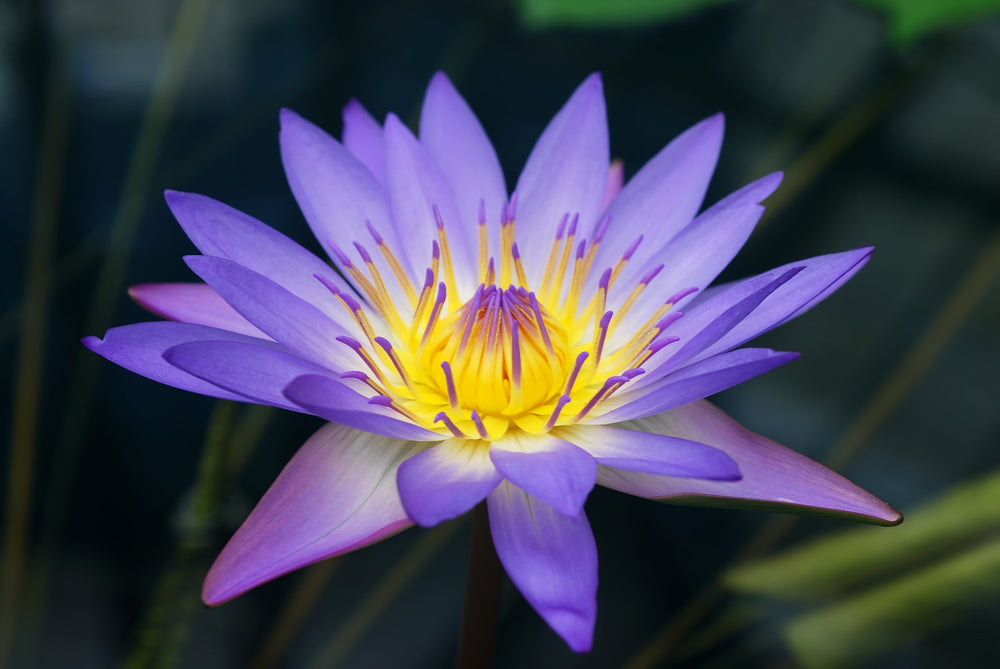 
                  
                    Blue Lotus Tea
                  
                