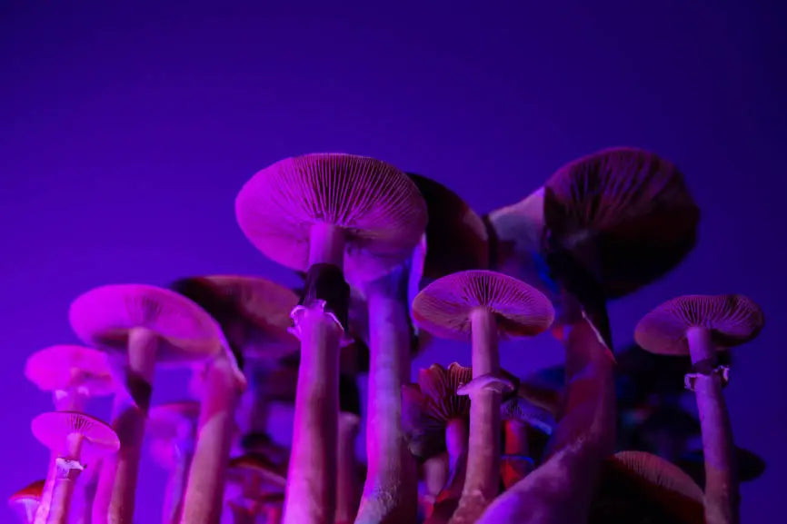 microdosing cbd and mushrooms