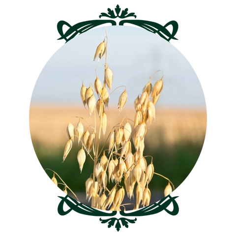 Oats Straw Example Herbal Glossary - The Alchemist's Kitchen – The Alchemist's Kitchen