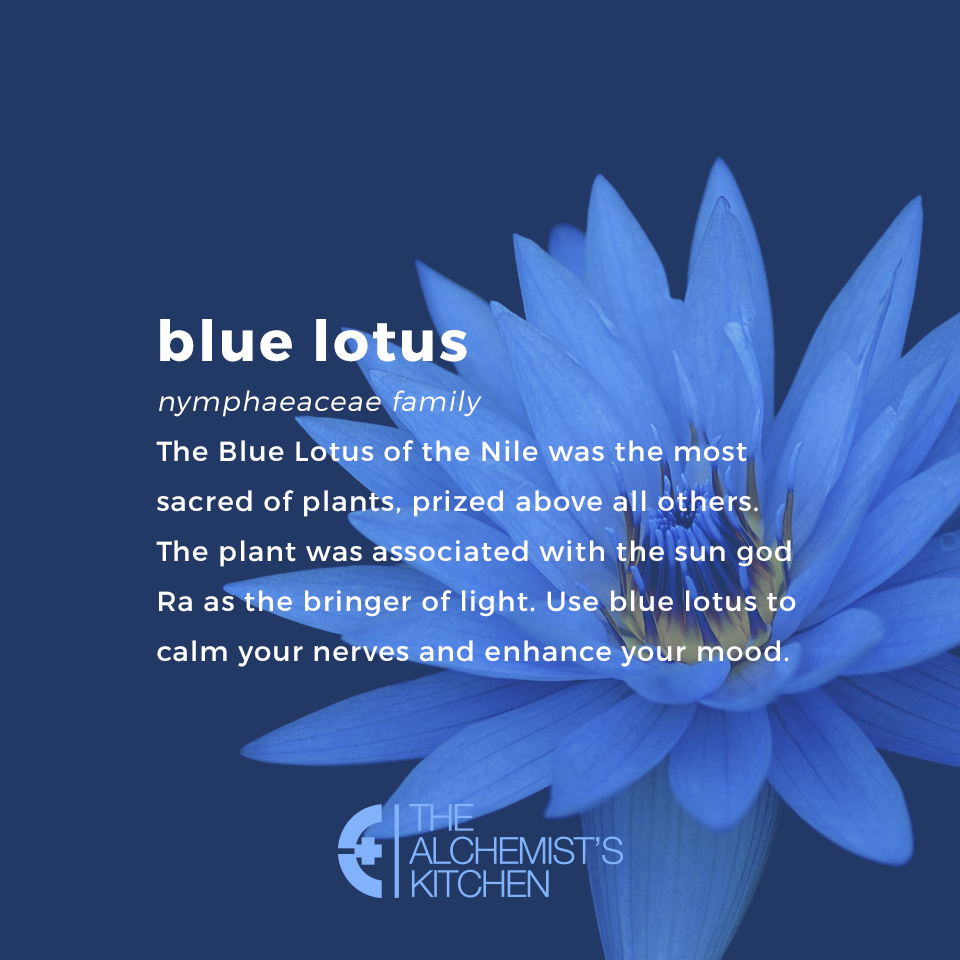 Blue Lotus Tea – The Alchemist's Kitchen