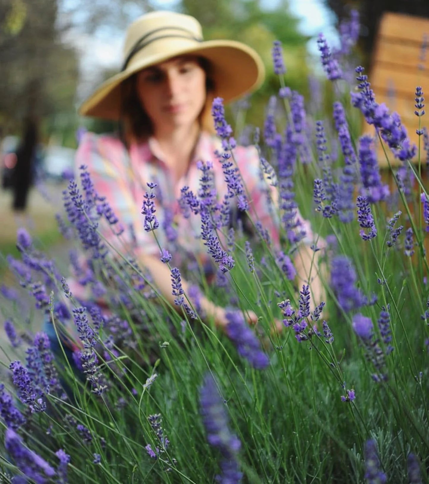 English Lavender Bunches