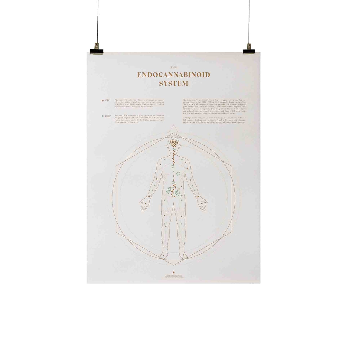 Endocannabinoid System Map Print by Goldleaf | The Alchemists Kitchen